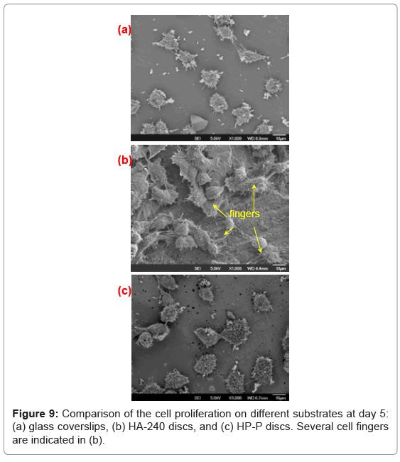 biotechnology-biomaterials-cell-proliferation