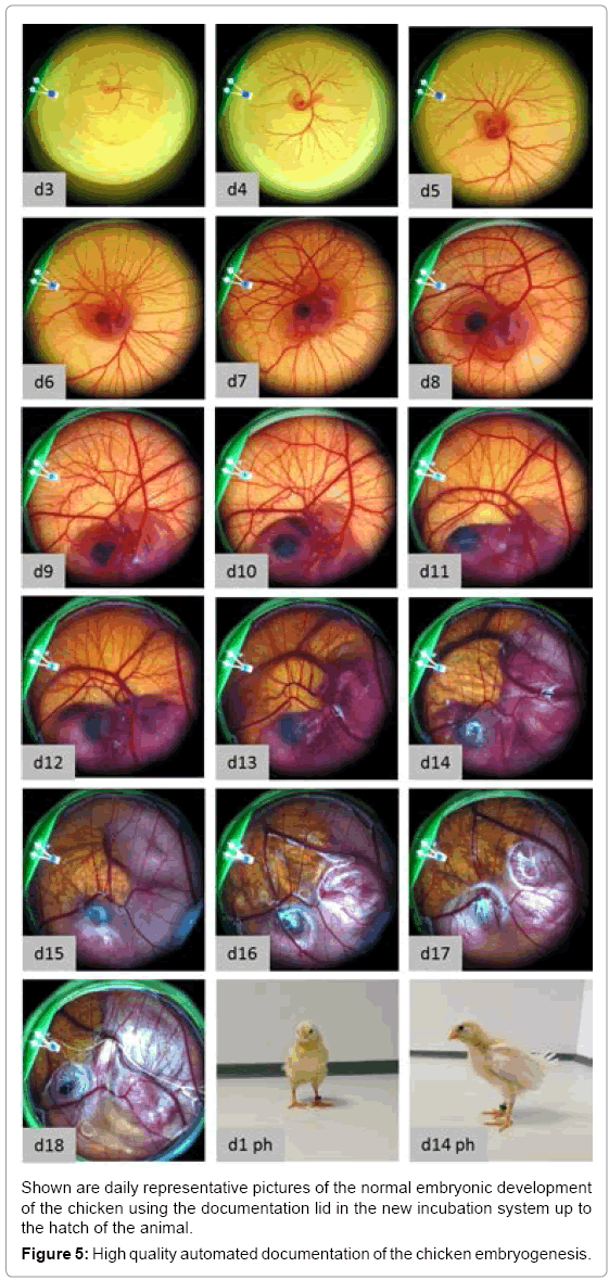 biotechnology-biomaterials-chicken-embryogenesis