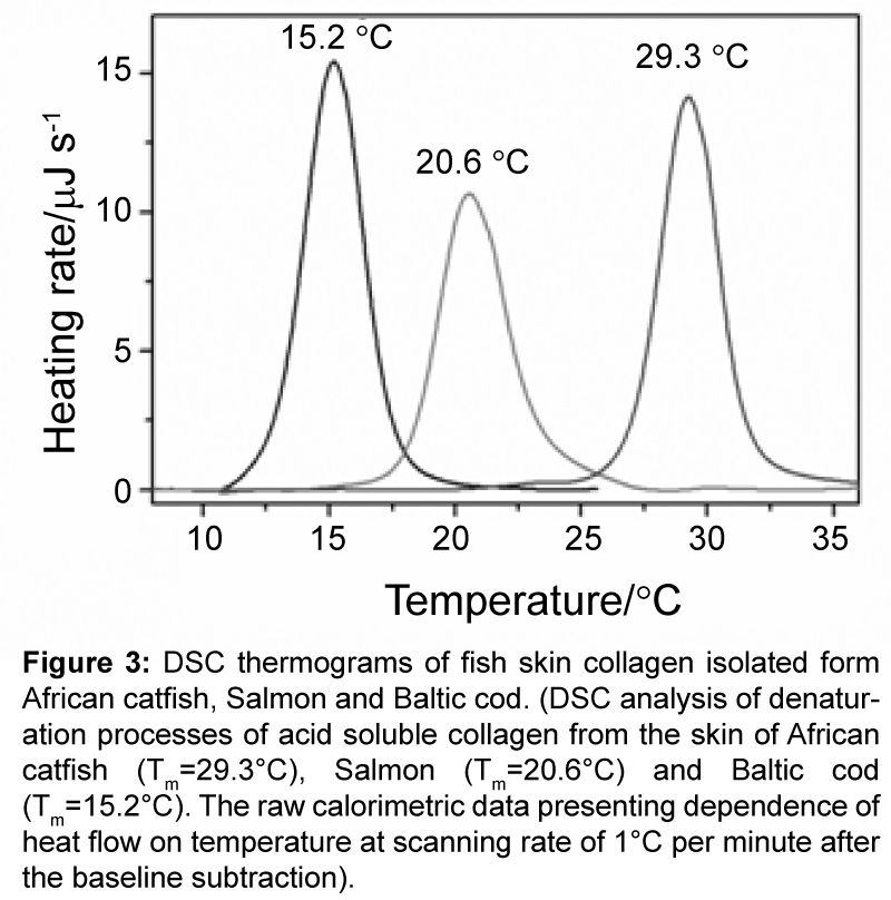 biotechnology-biomaterials-collagen-isolated