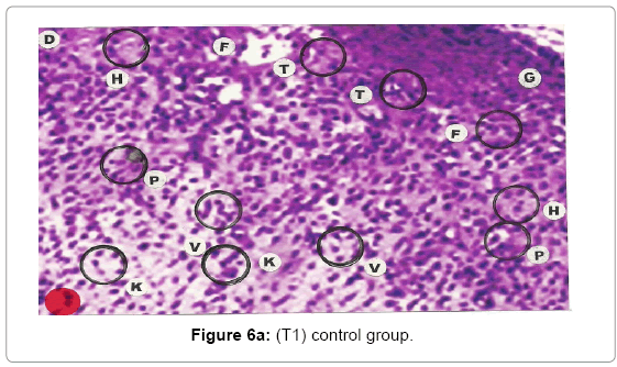 biotechnology-biomaterials-control-group