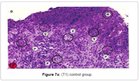 biotechnology-biomaterials-control-group