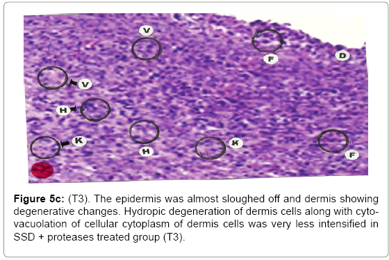biotechnology-biomaterials-dermis-cells