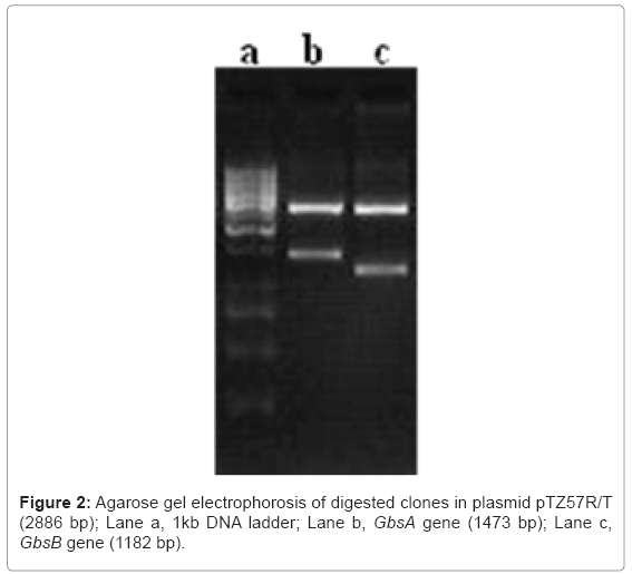 biotechnology-biomaterials-digested-clones