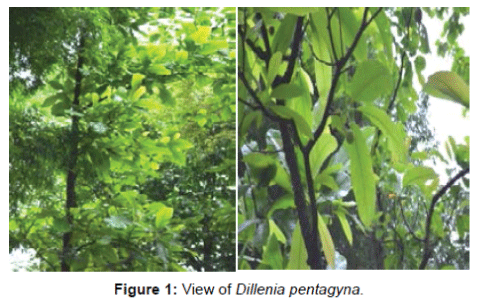 biotechnology-biomaterials-dillenia-pentagyna