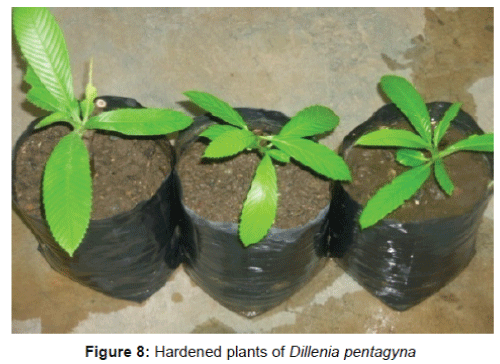biotechnology-biomaterials-dillenia-pentagyna