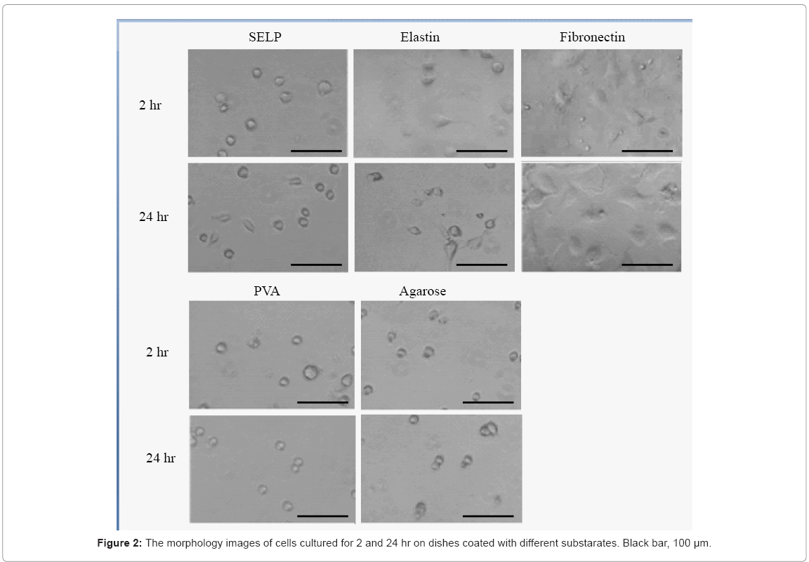 biotechnology-biomaterials-dishes-coated