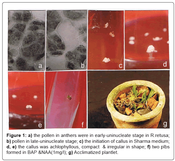 biotechnology-biomaterials-early-uninucleate