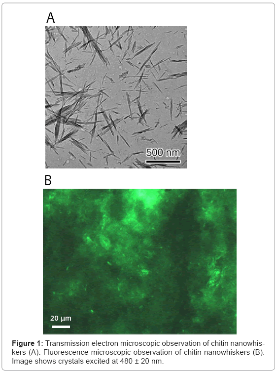 biotechnology-biomaterials-electron-microscopic