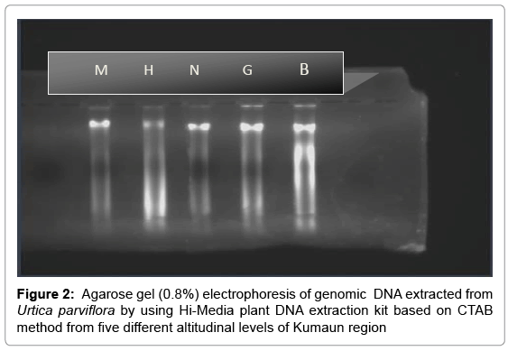 biotechnology-biomaterials-electrophoresis