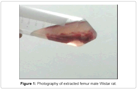 biotechnology-biomaterials-extracted-femur