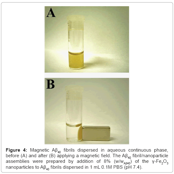 biotechnology-biomaterials-fibrils-dispersed