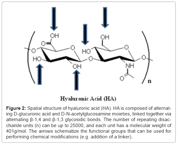 Hyaluronic Acid And Derivatives For Tissue Engineering Omics International