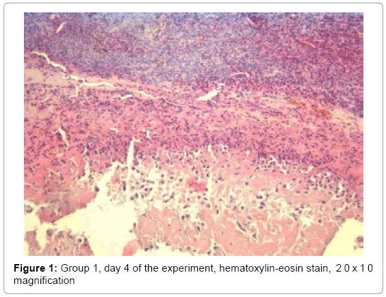 biotechnology-biomaterials-hematoxylin-eosin-stain