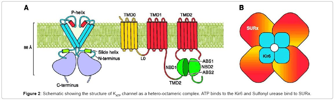biotechnology-biomaterials-hetero-octameric