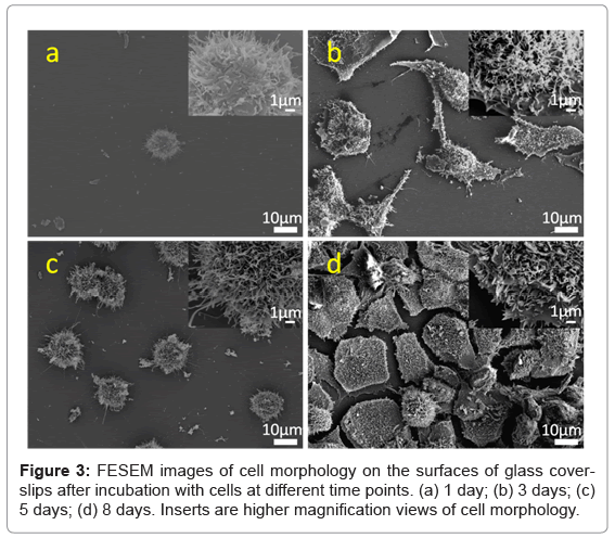 biotechnology-biomaterials-higher-magnification