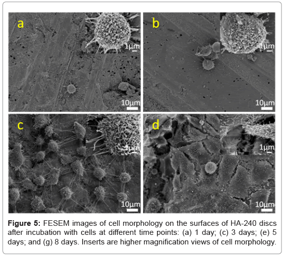 biotechnology-biomaterials-higher-magnification