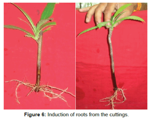biotechnology-biomaterials-induction-roots
