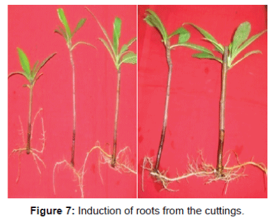biotechnology-biomaterials-induction-roots
