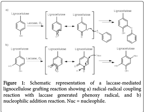 biotechnology-biomaterials-laccase-mediated