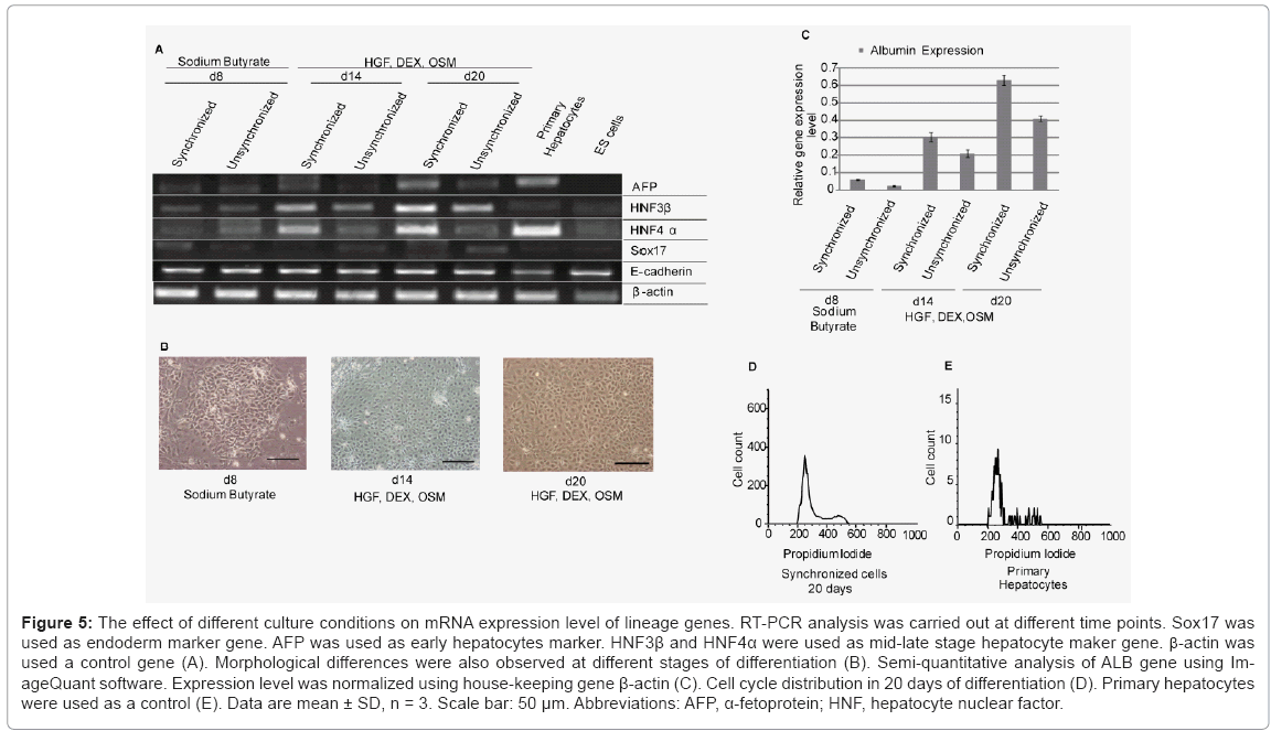 biotechnology-biomaterials-lineage-genes