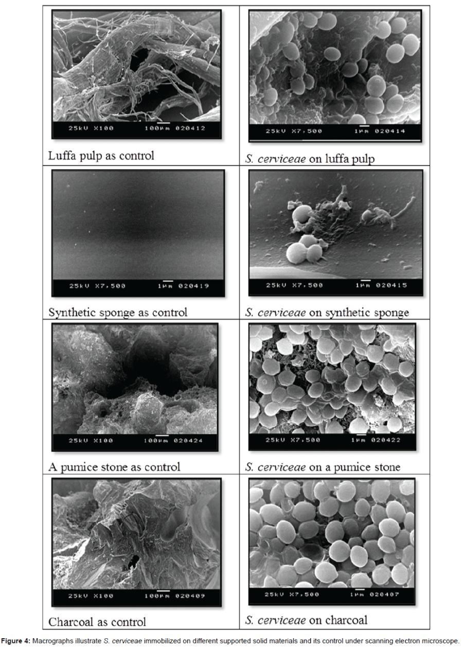 biotechnology-biomaterials-macrographs-illustrate