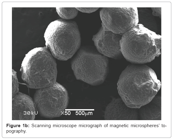 biotechnology-biomaterials-magnetic-microspheres