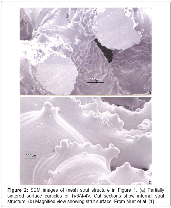 biotechnology-biomaterials-mesh-strut