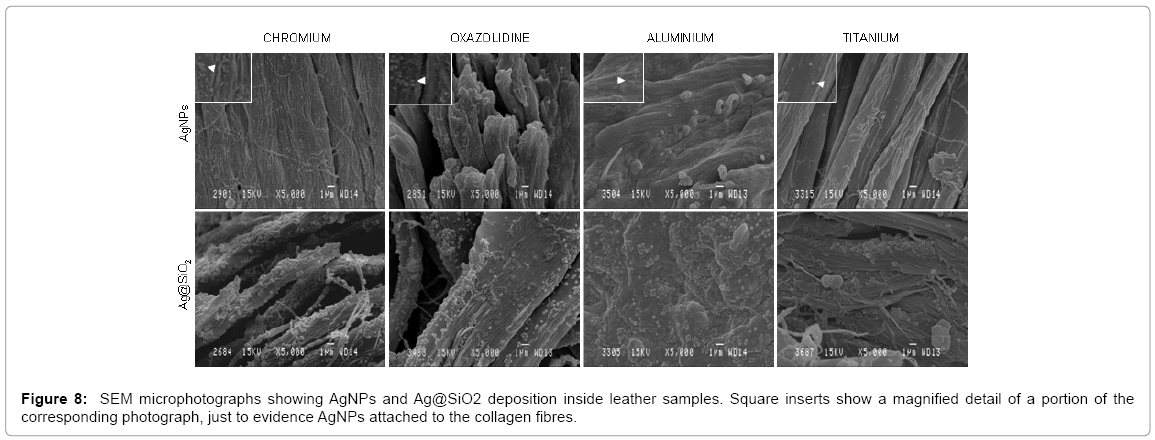 biotechnology-biomaterials-microphotographs