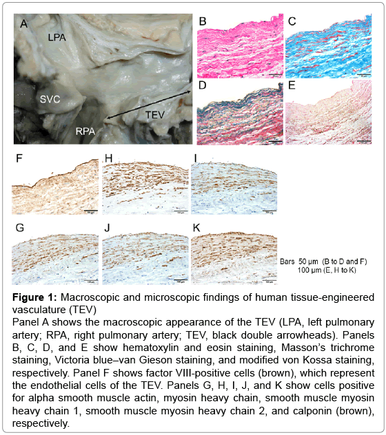 biotechnology-biomaterials-microscopic-findings