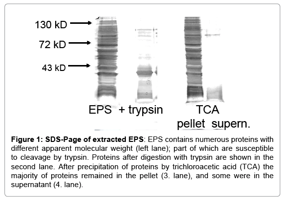 biotechnology-biomaterials-numerous-proteins
