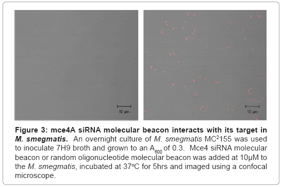 biotechnology-biomaterials-oligonucleotide-molecular-beacon