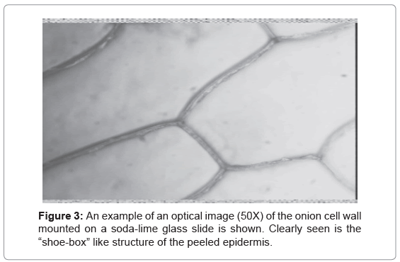 biotechnology-biomaterials-optical-image