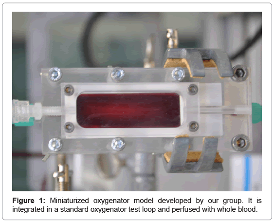biotechnology-biomaterials-oxygenator-model
