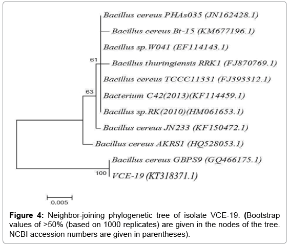 biotechnology-biomaterials-phylogenetic-tree