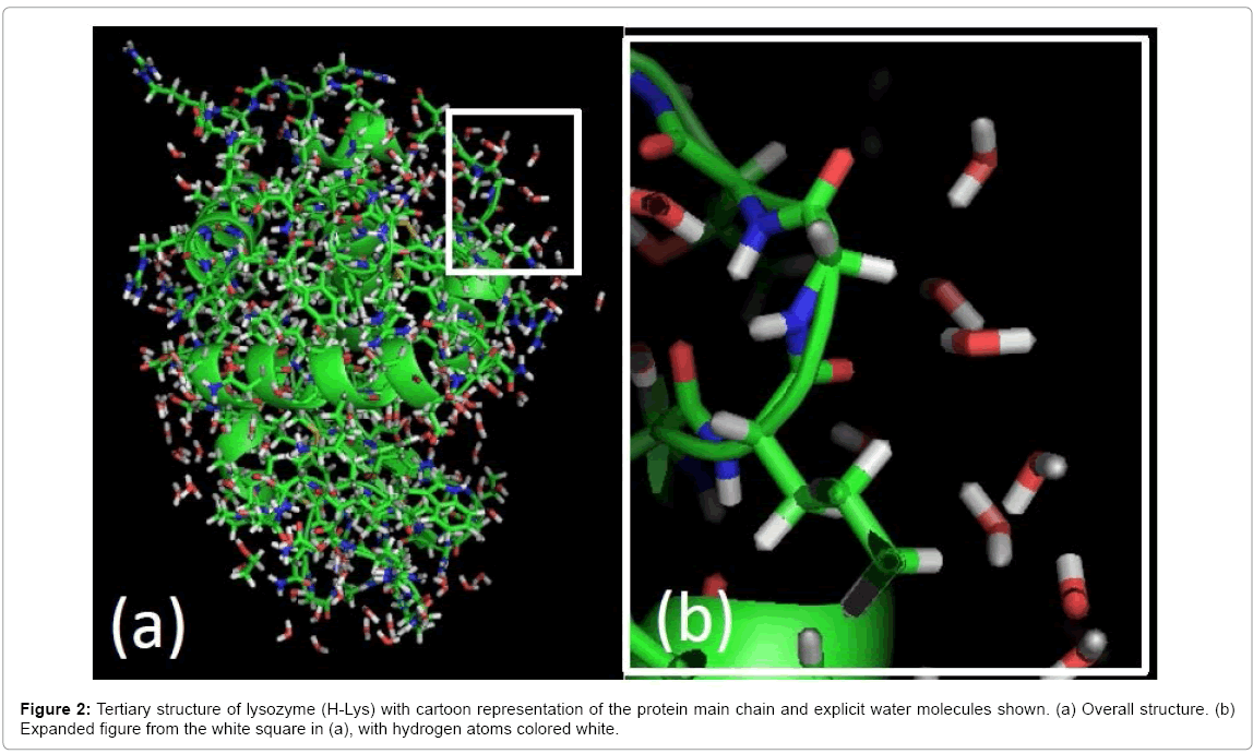 biotechnology-biomaterials-protein-main-chain
