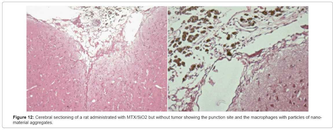 biotechnology-biomaterials-punction-site