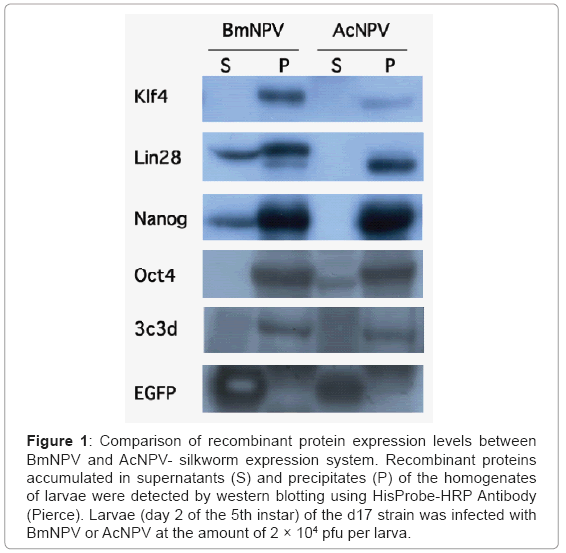 biotechnology-biomaterials-recombinant-protein