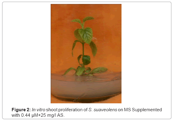 biotechnology-biomaterials-shoot-proliferation