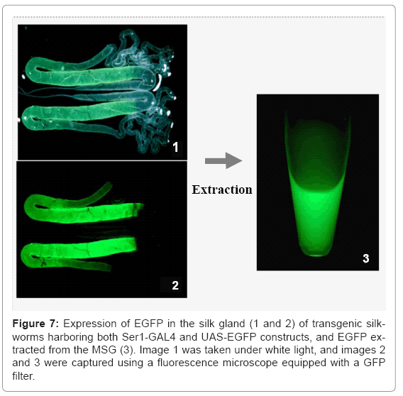 biotechnology-biomaterials-silk-gland