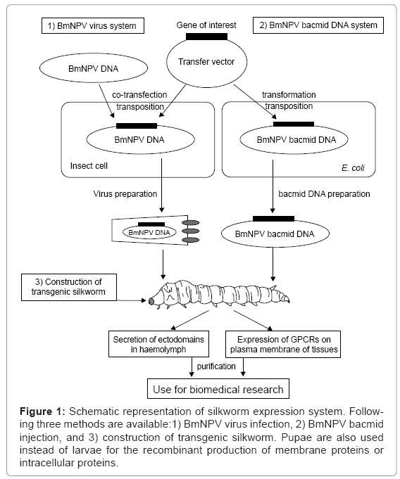 biotechnology-biomaterials-silkworm-expression