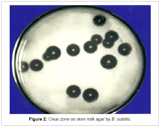 biotechnology-biomaterials-skim-milk