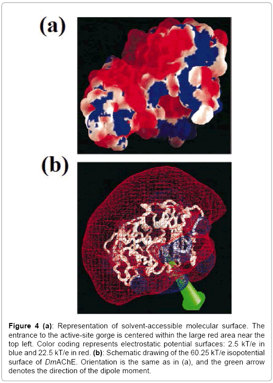 biotechnology-biomaterials-solvent-accessible
