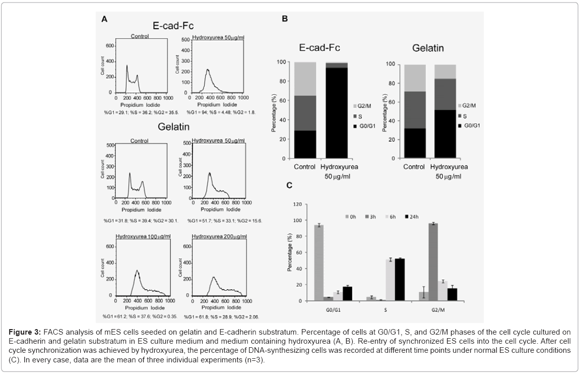 biotechnology-biomaterials-synchronized-ES-cells