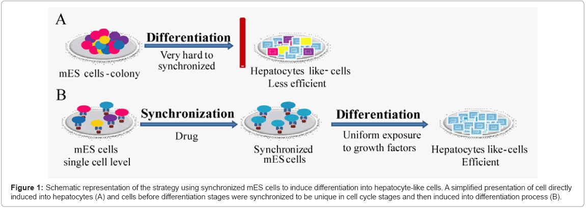 biotechnology-biomaterials-synchronized-mES