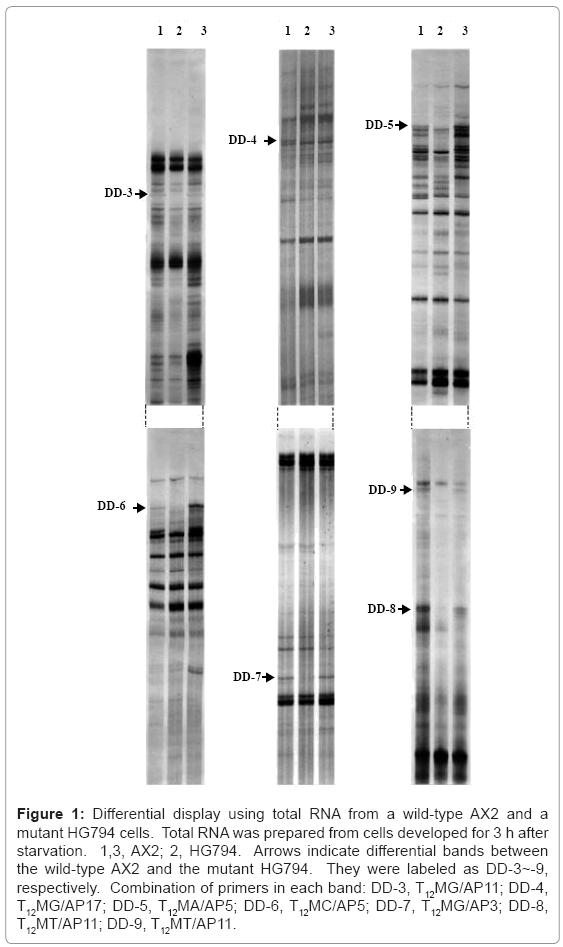 biotechnology-biomaterials-total-RNA