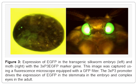 biotechnology-biomaterials-transgenic-silkworm