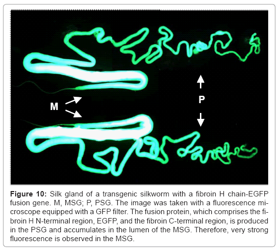 biotechnology-biomaterials-transgenic-silkworm