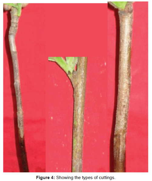 biotechnology-biomaterials-types-cuttings