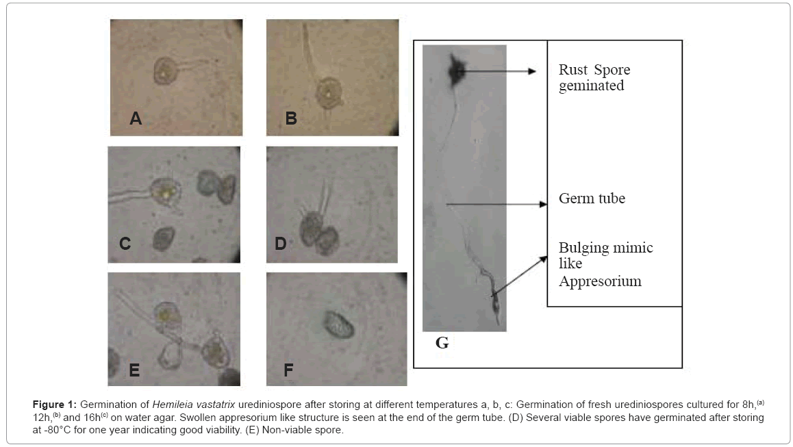 biotechnology-biomaterials-urediniospores-cultured