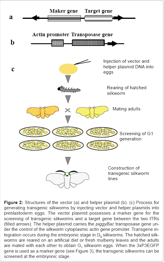 biotechnology-biomaterials-vector-plasmid